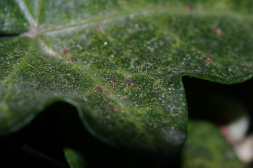 Acari su foglie di edera: cfr.  Tetranychidae - Rende (CS)